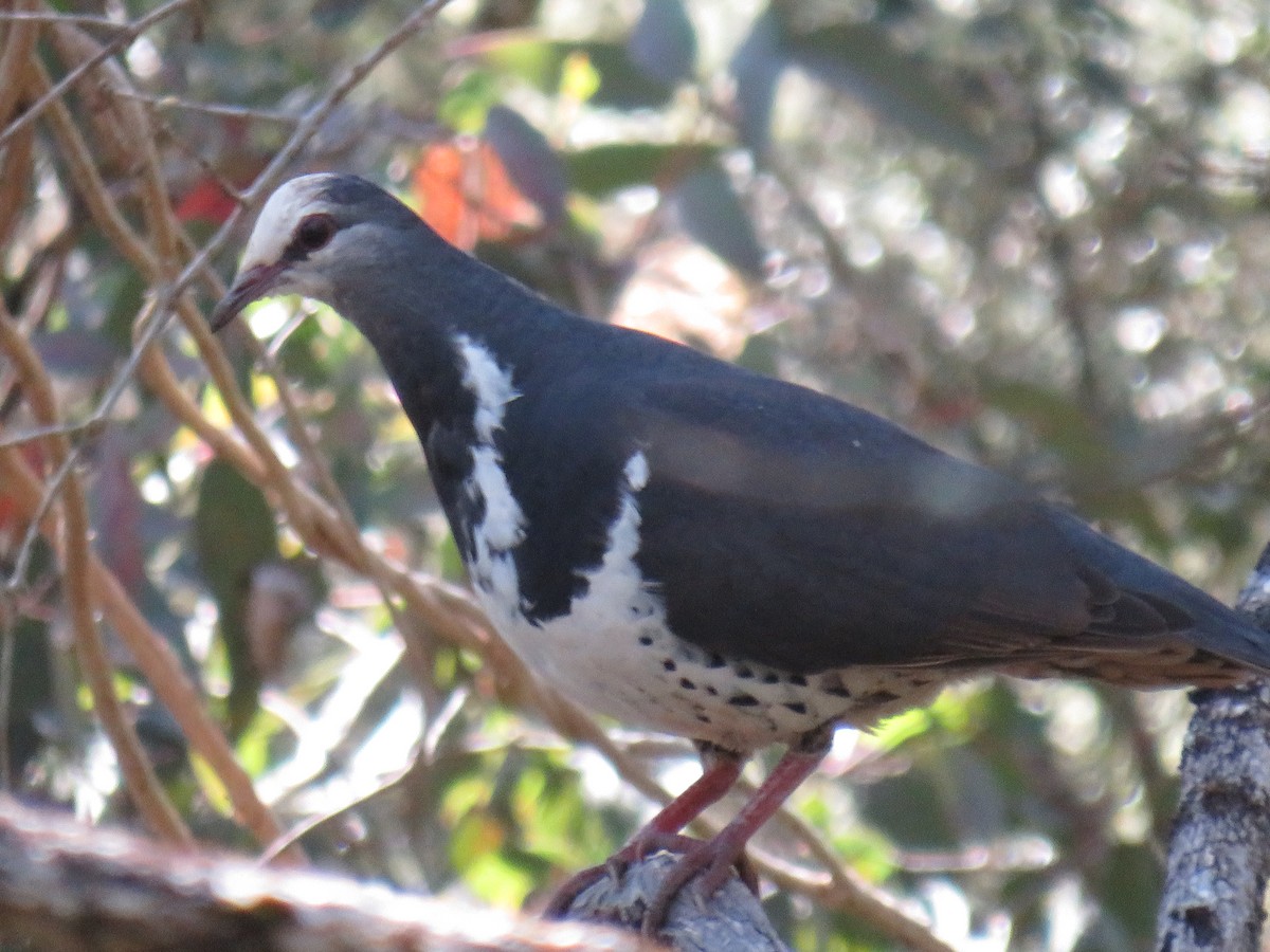 Wonga Pigeon - Rodney Macready