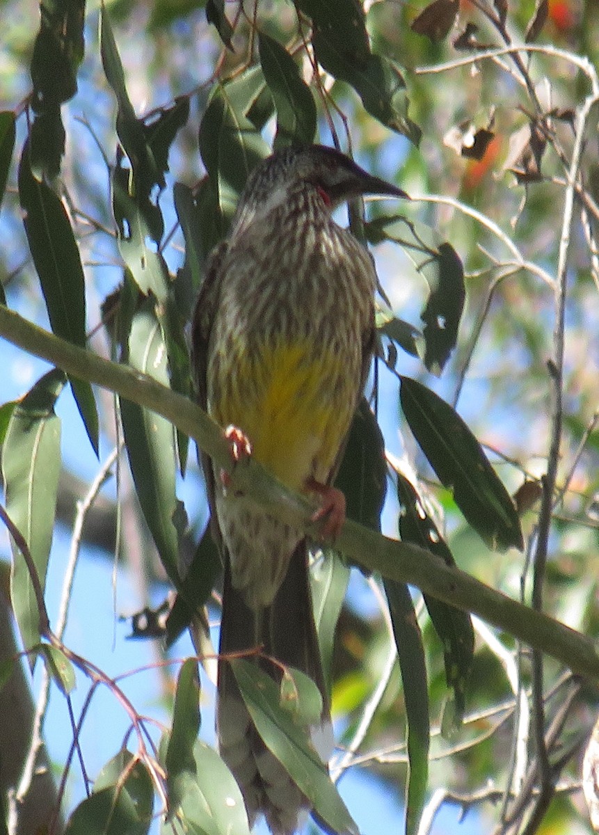 Red Wattlebird - ML383288091