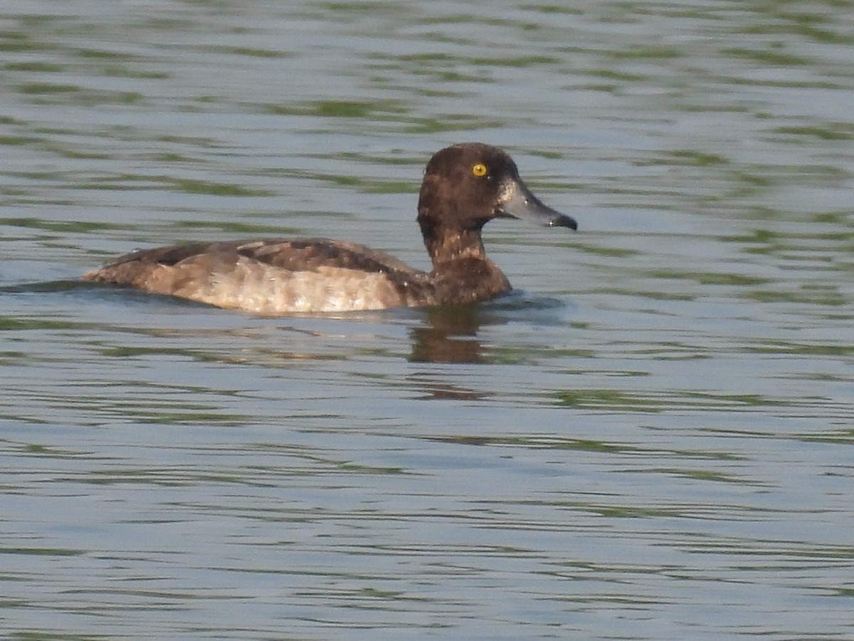 Tufted Duck - Ramesh Desai