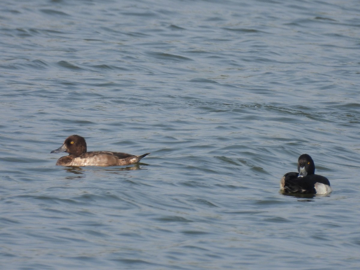 鳳頭潛鴨 - ML383289611