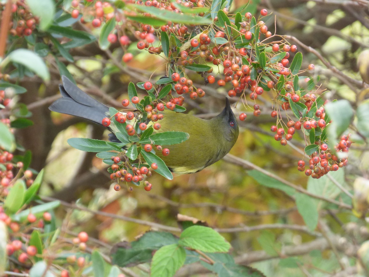 New Zealand Bellbird - ML383290991