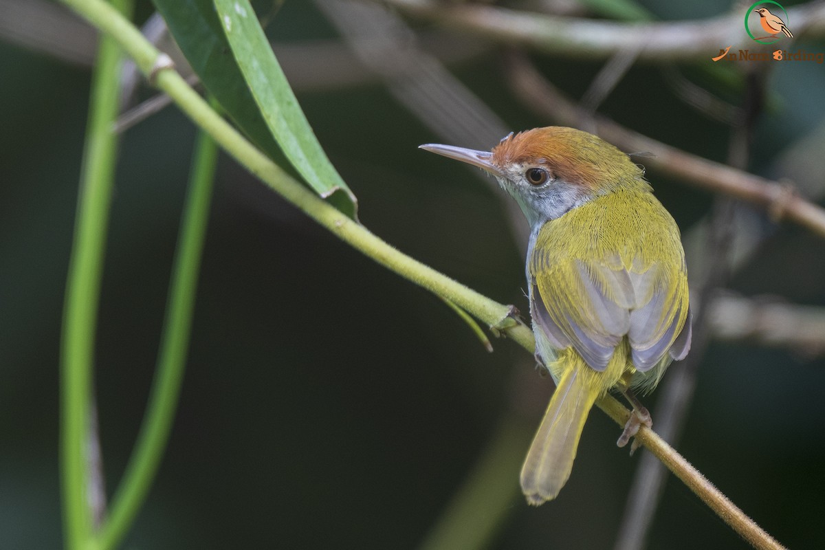 Dark-necked Tailorbird - ML383292631