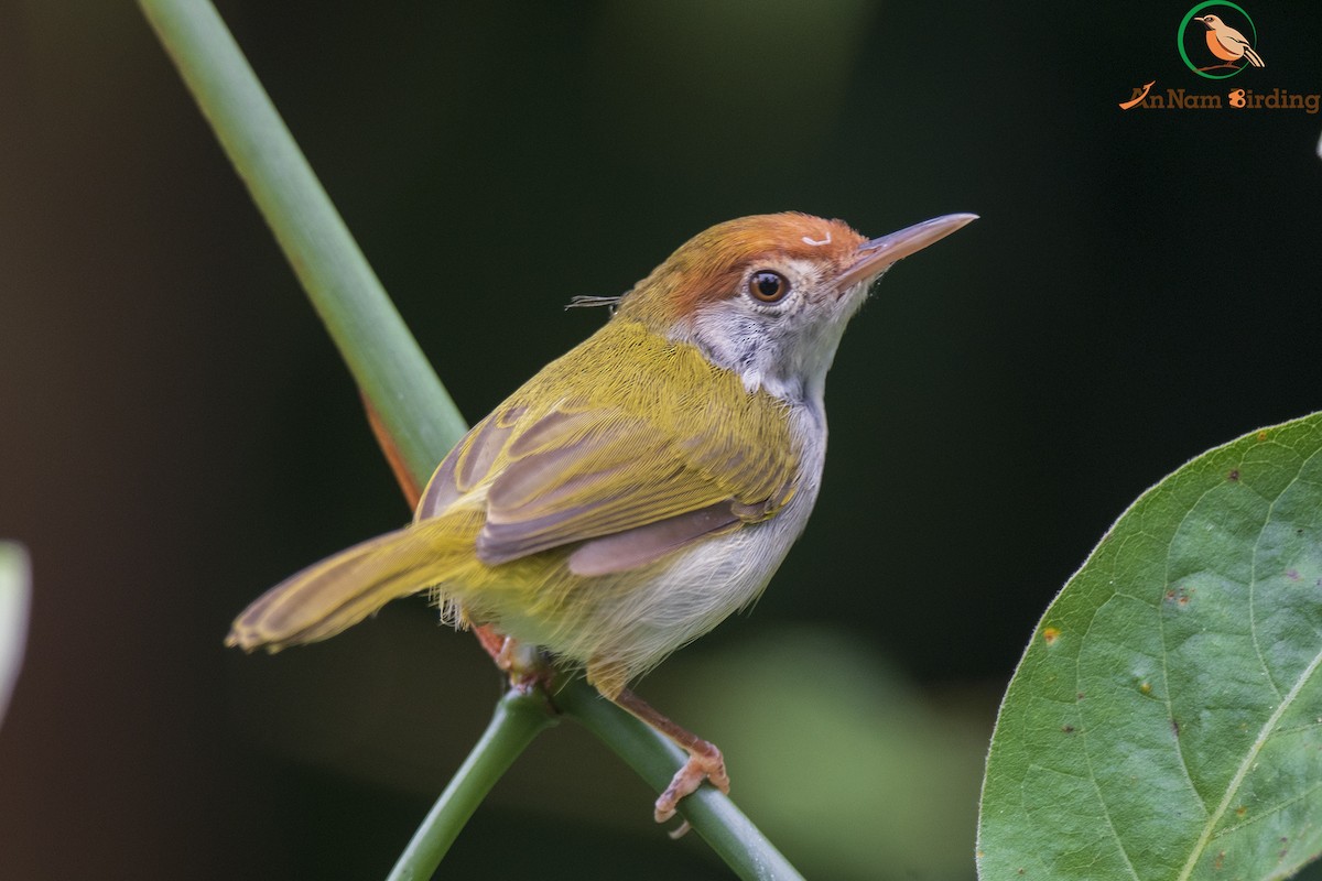 Dark-necked Tailorbird - ML383292681