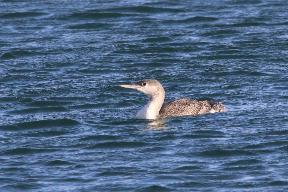 Red-throated Loon - ML383293191