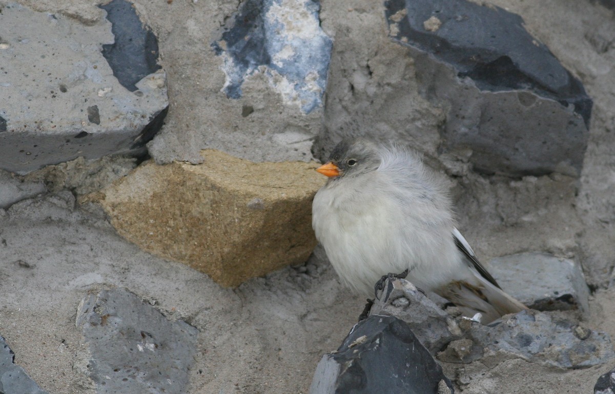 White-winged Snowfinch - Mészáros József