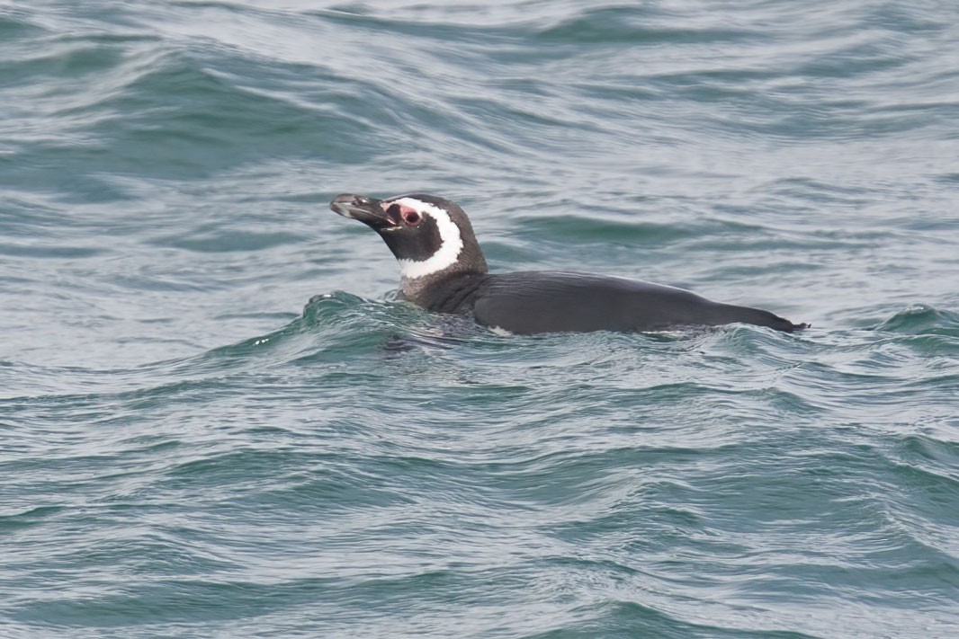 Magellanic Penguin - Arthur Grosset