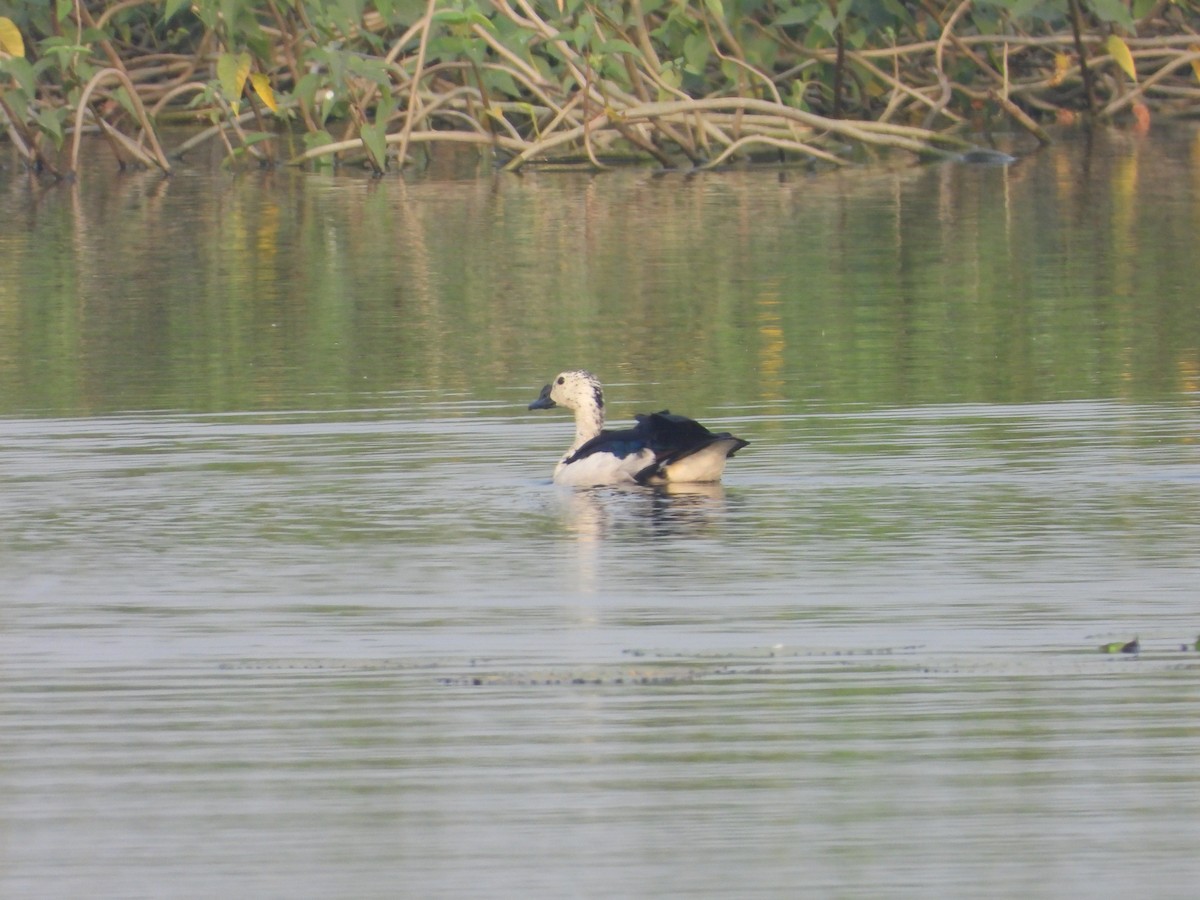 Knob-billed Duck - ML383299251