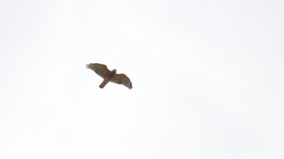 Red-shouldered Hawk - Iain Rayner