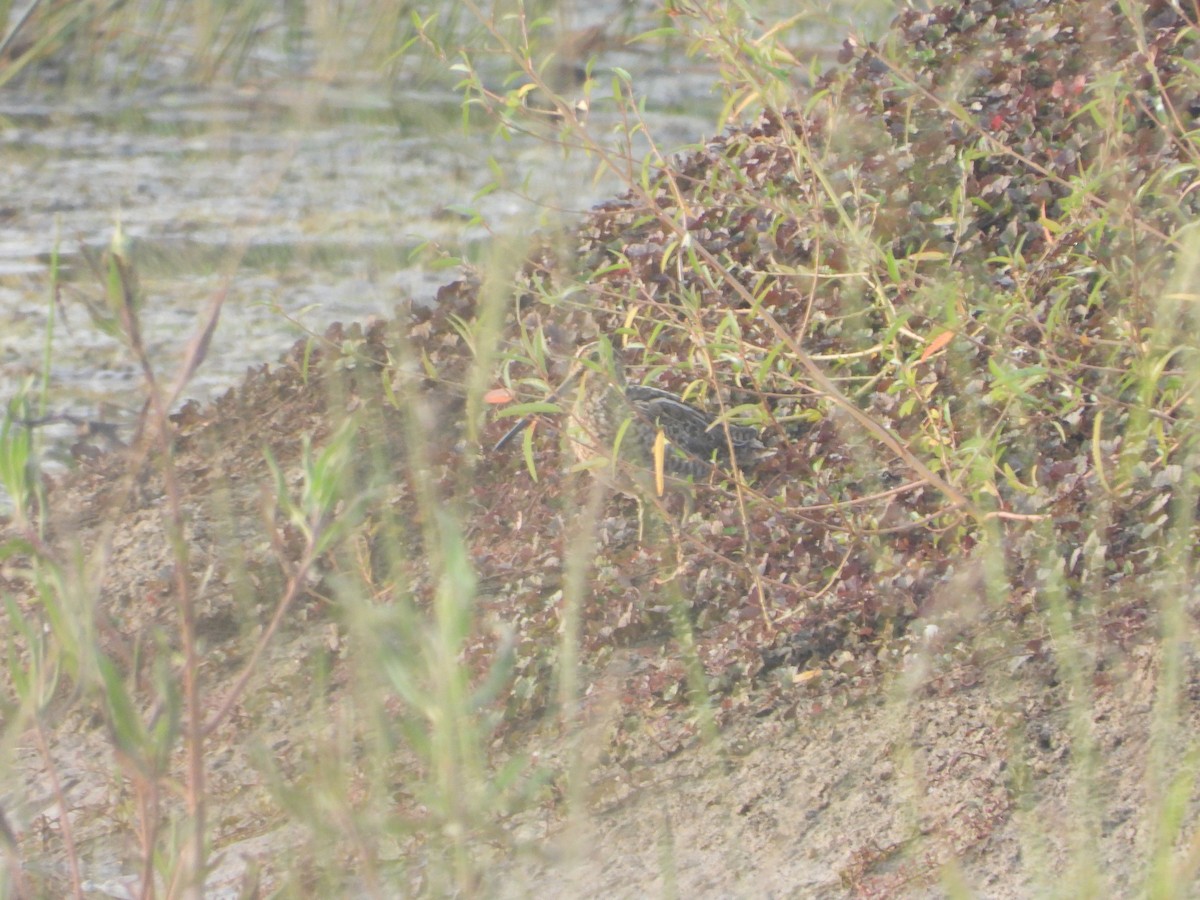 Common Snipe - ML383299471