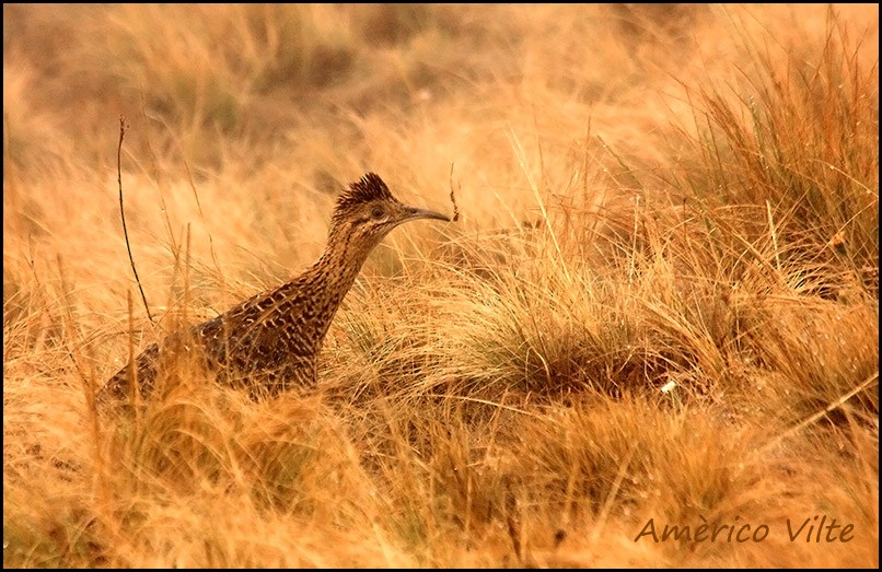 Huayco Tinamou - Americo Vilte