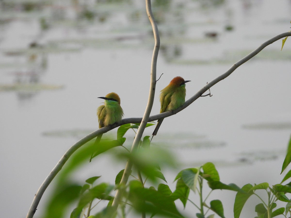 Asian Green Bee-eater - ML383299921