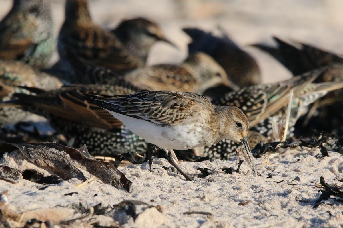 Dunlin - ML383300511