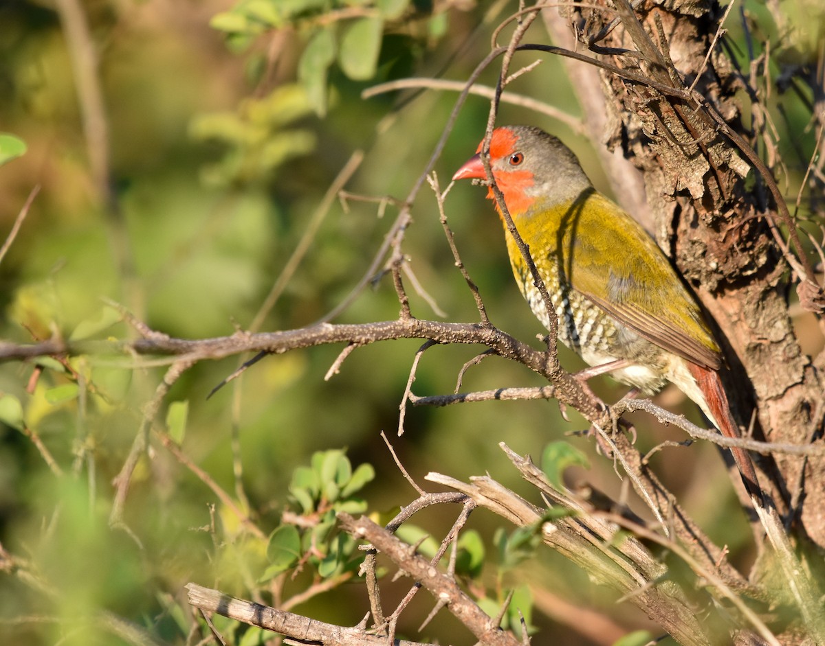 Green-winged Pytilia - Donavin de Jager