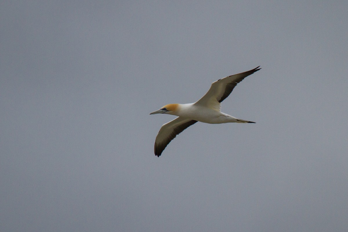 Australasian Gannet - Tommy Pedersen