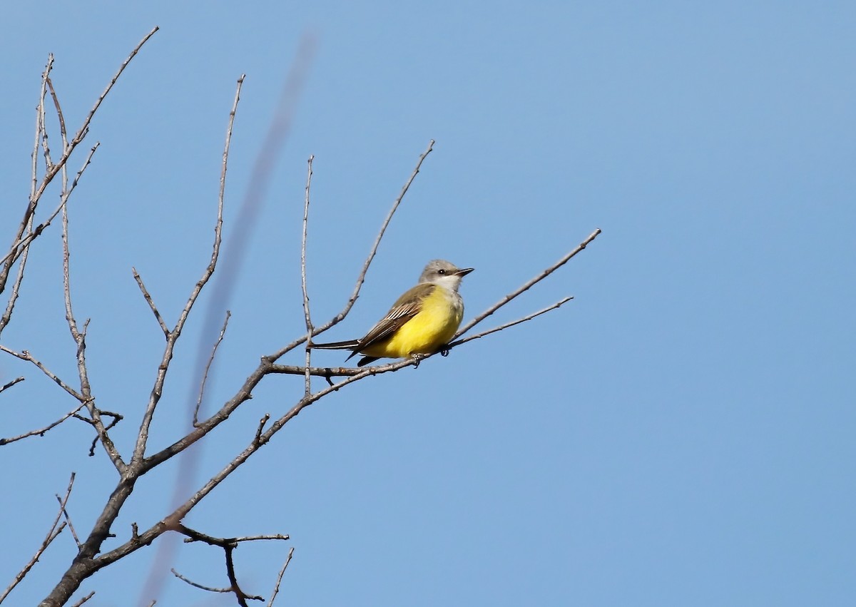 Western Kingbird - ML383303041