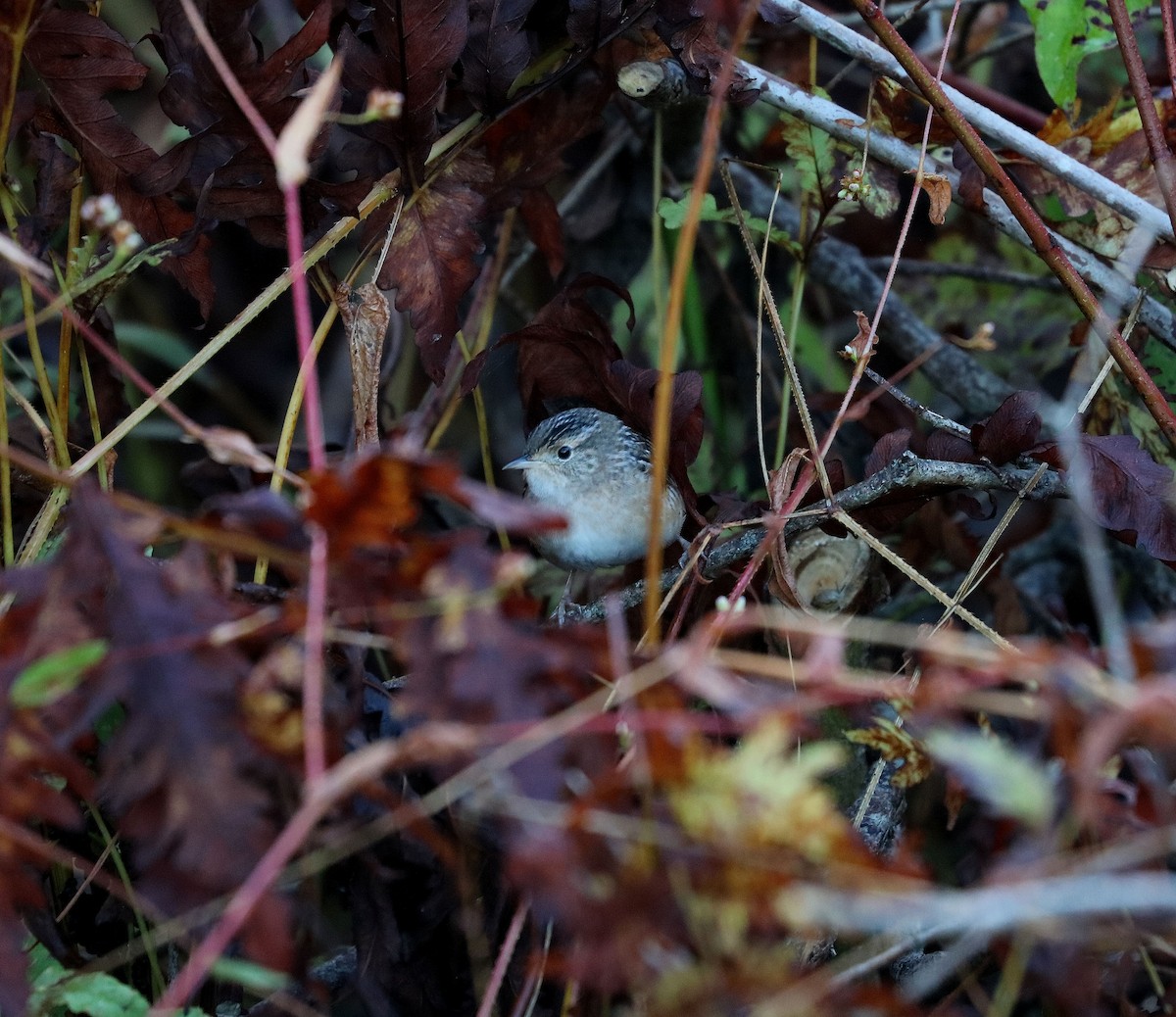 Sedge Wren - ML383303111