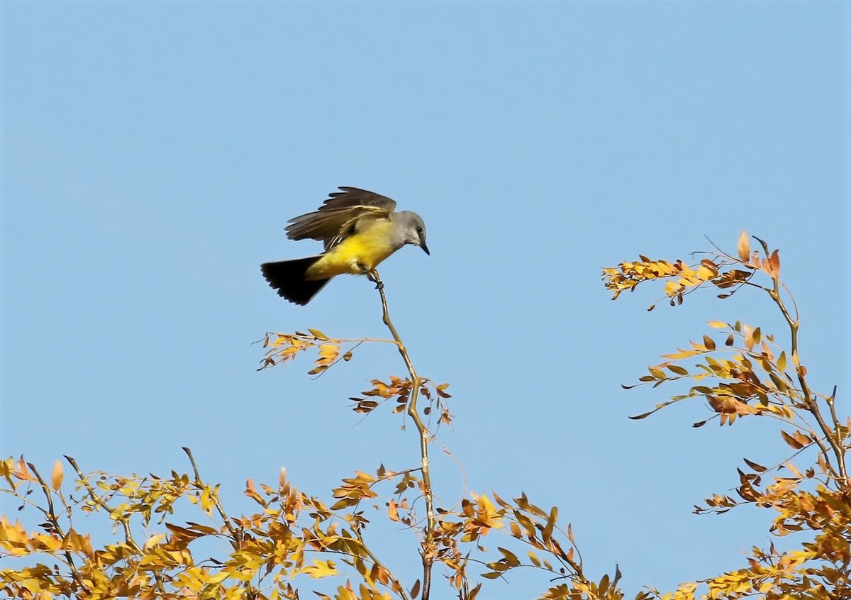 Western Kingbird - ML383303131