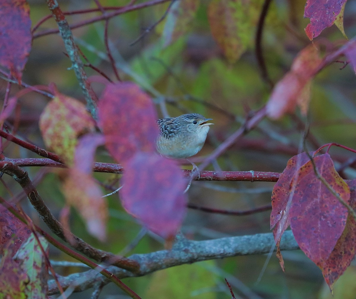 Sedge Wren - Brian Harris