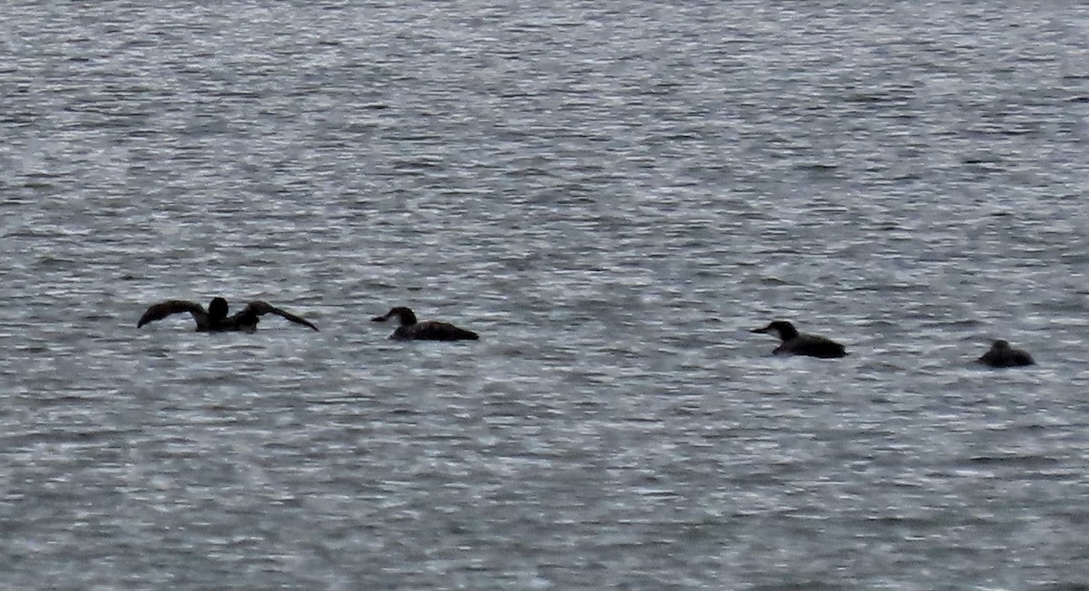 Common Loon - ML383303311