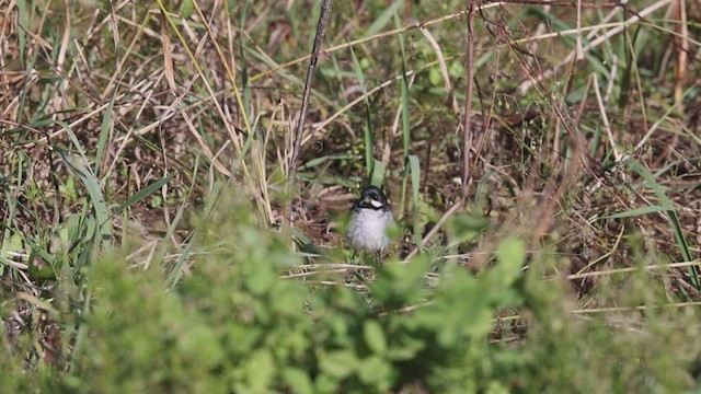 Lesson's Seedeater - ML383305041