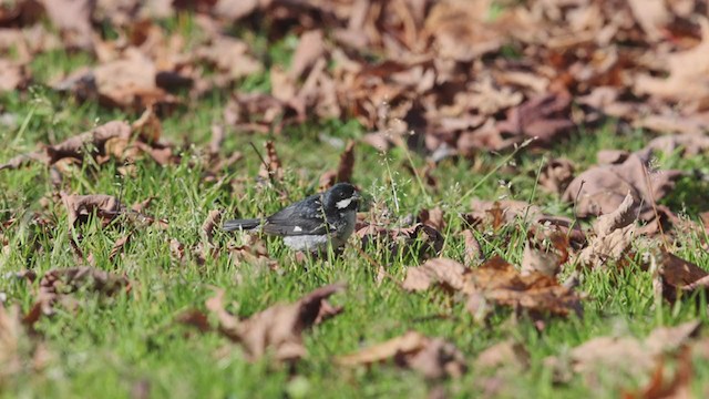 Lesson's Seedeater - ML383305061