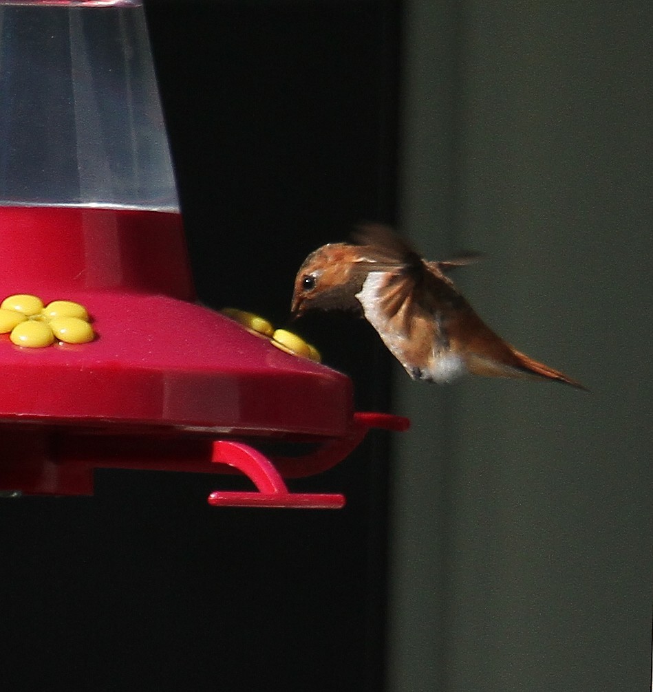 Rufous Hummingbird - ML383306801