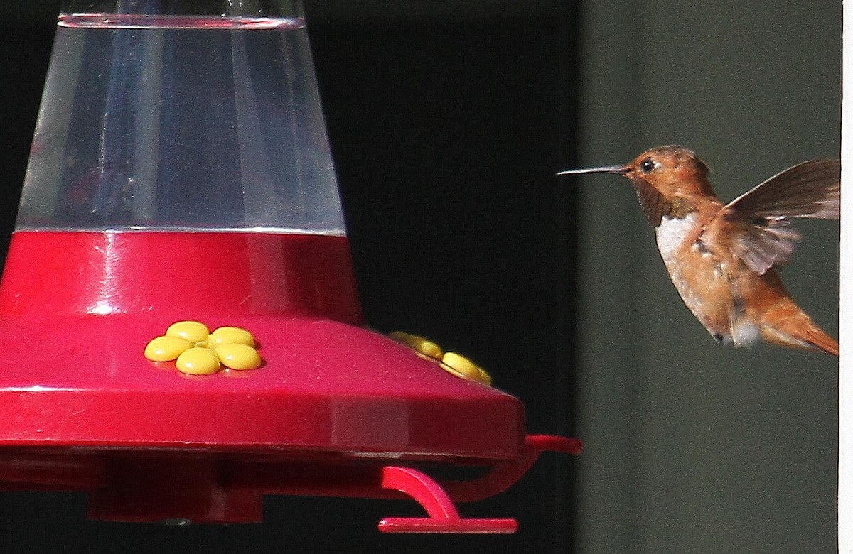 Rufous Hummingbird - ML383306821