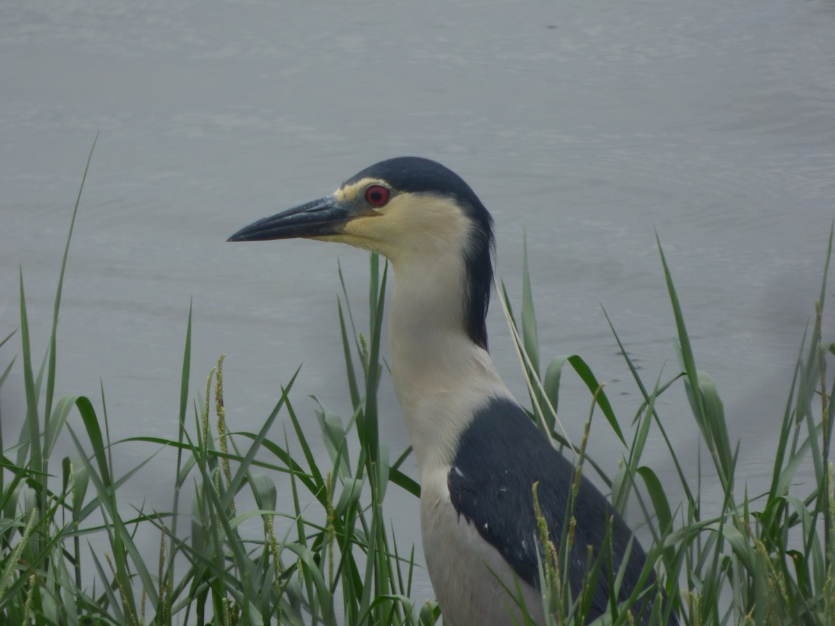 Black-crowned Night Heron - ML383307681