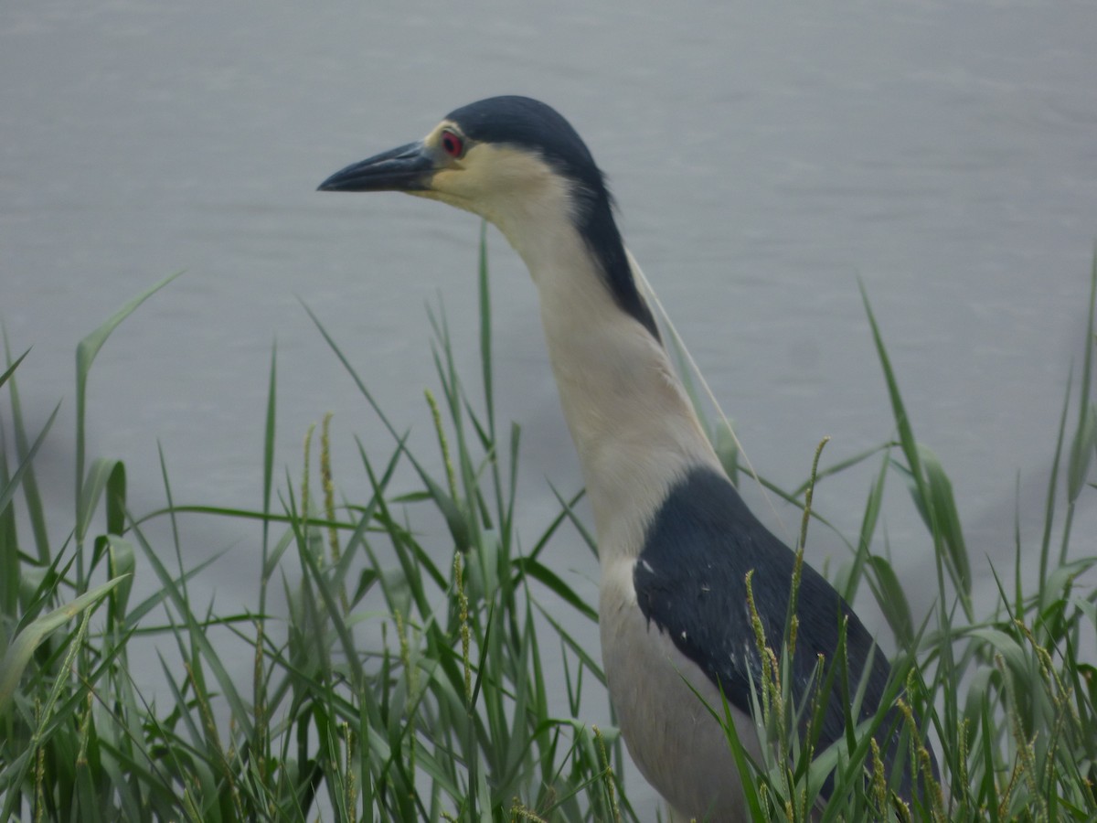 Black-crowned Night Heron - ML383307691