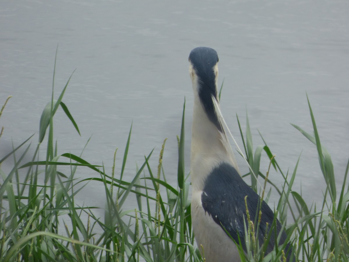Black-crowned Night Heron - ML383307701