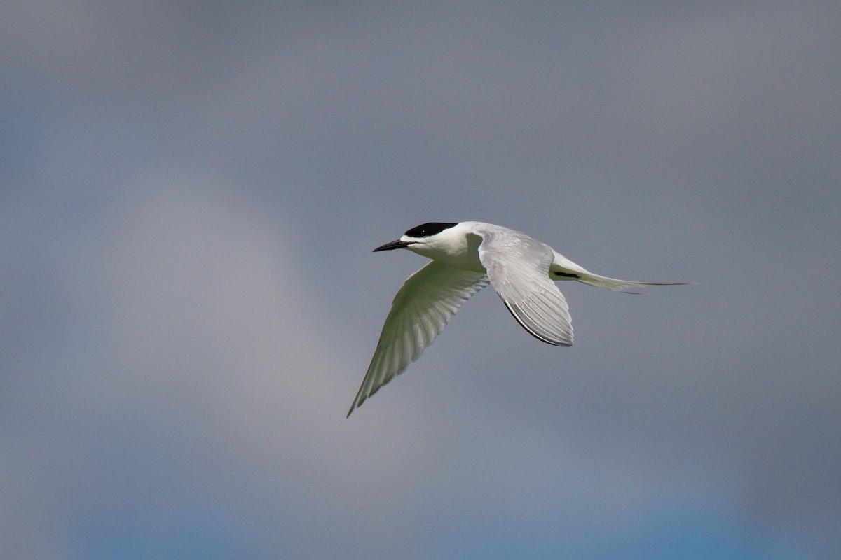 White-fronted Tern - ML383309761