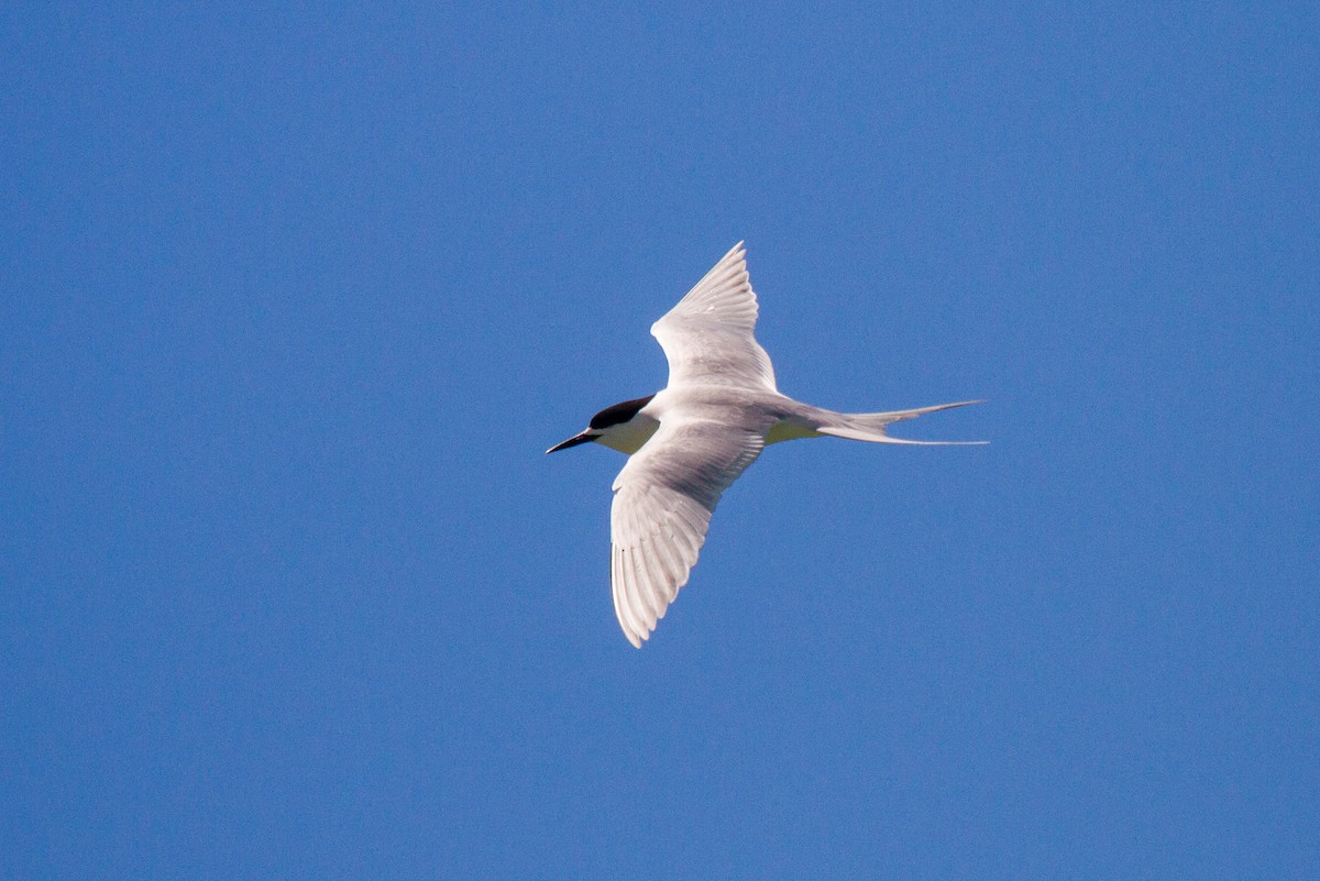 White-fronted Tern - ML383309771