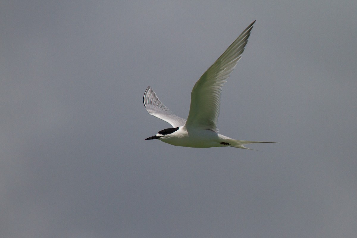 White-fronted Tern - ML383309791