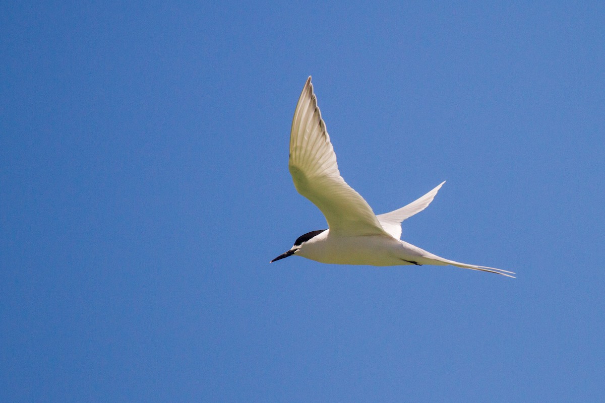 White-fronted Tern - ML383309801