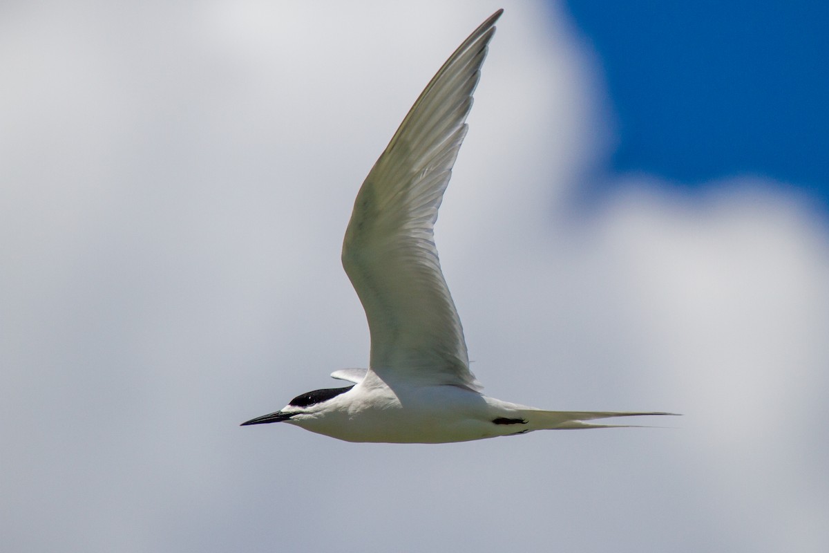 White-fronted Tern - ML383309811