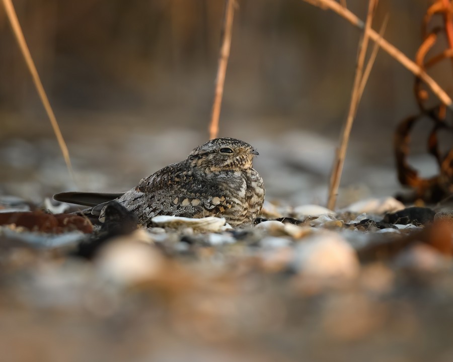 nighthawk sp. - eBird