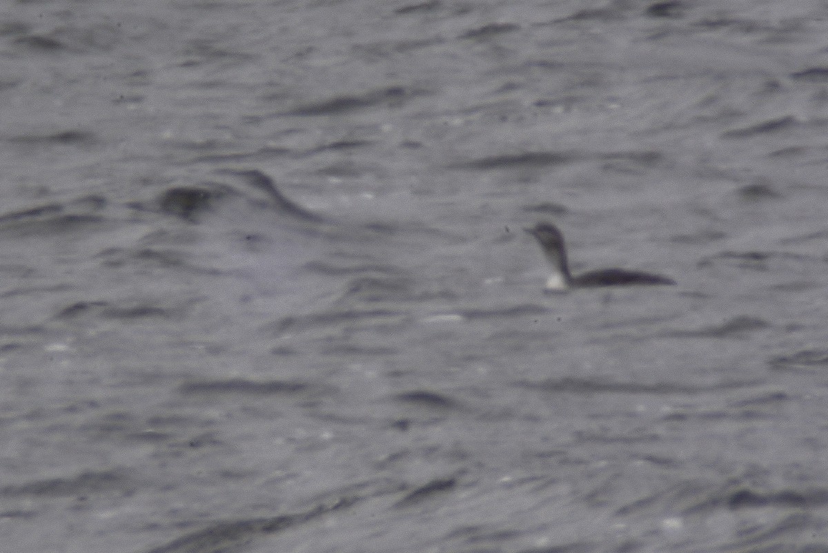 Red-throated Loon - thomas berriman