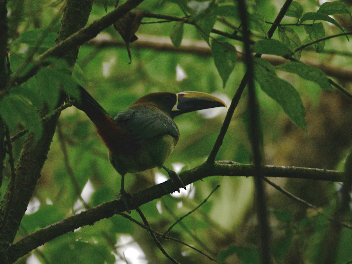 Northern Emerald-Toucanet - ML38331291