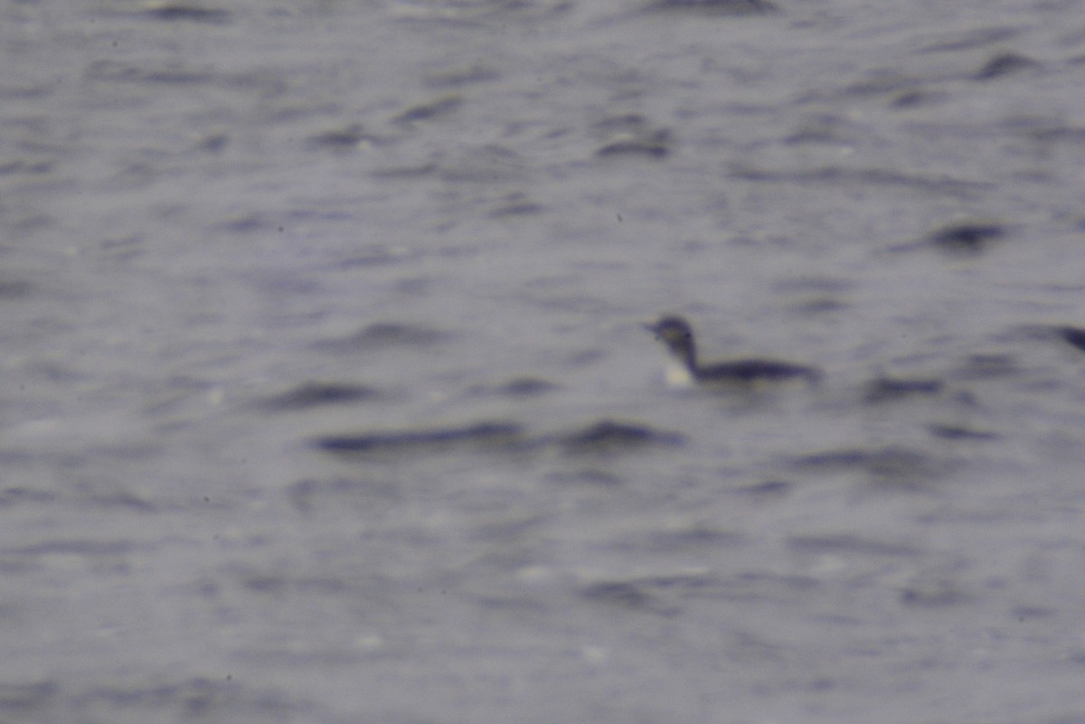 Red-throated Loon - thomas berriman