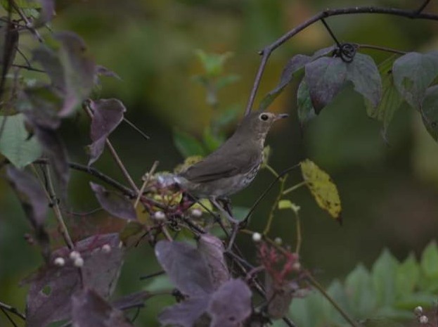 Swainson's Thrush - Daniel DeLapp