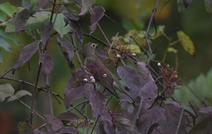 Swainson's Thrush - ML383313671