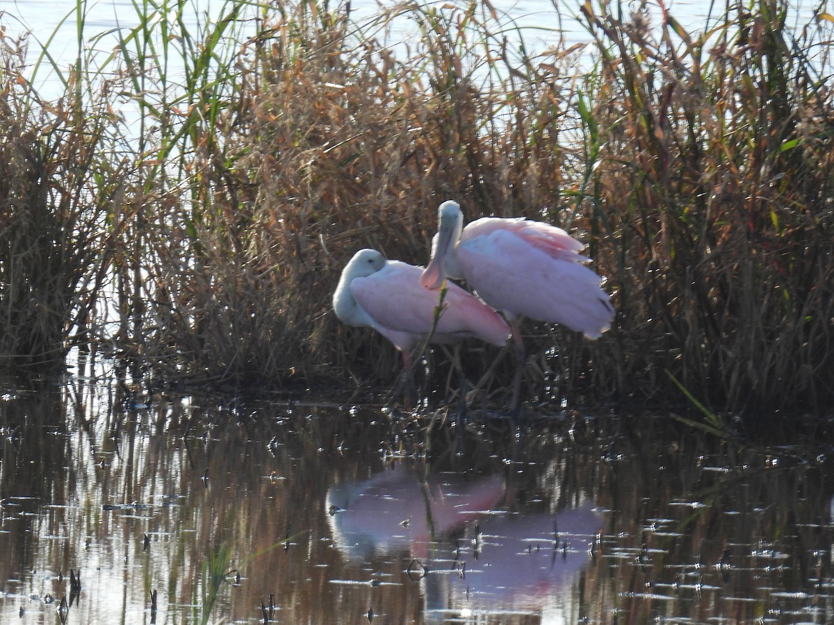 Roseate Spoonbill - ML383313841