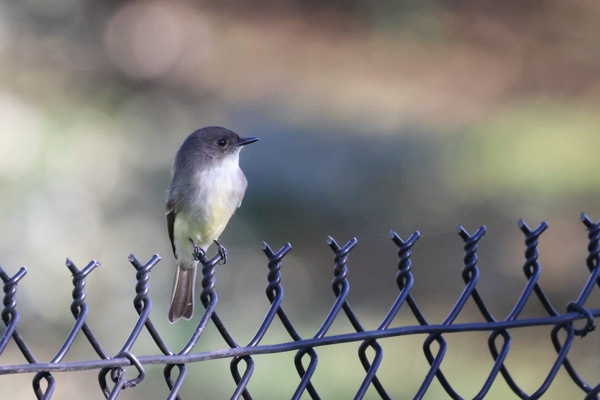 Eastern Phoebe - Andy Wilson