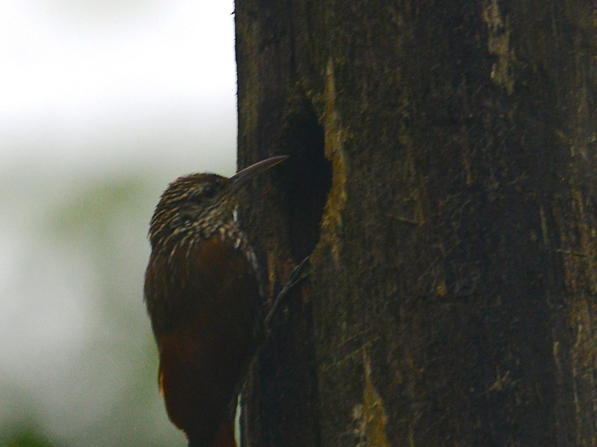 Streak-headed Woodcreeper - ML38331391