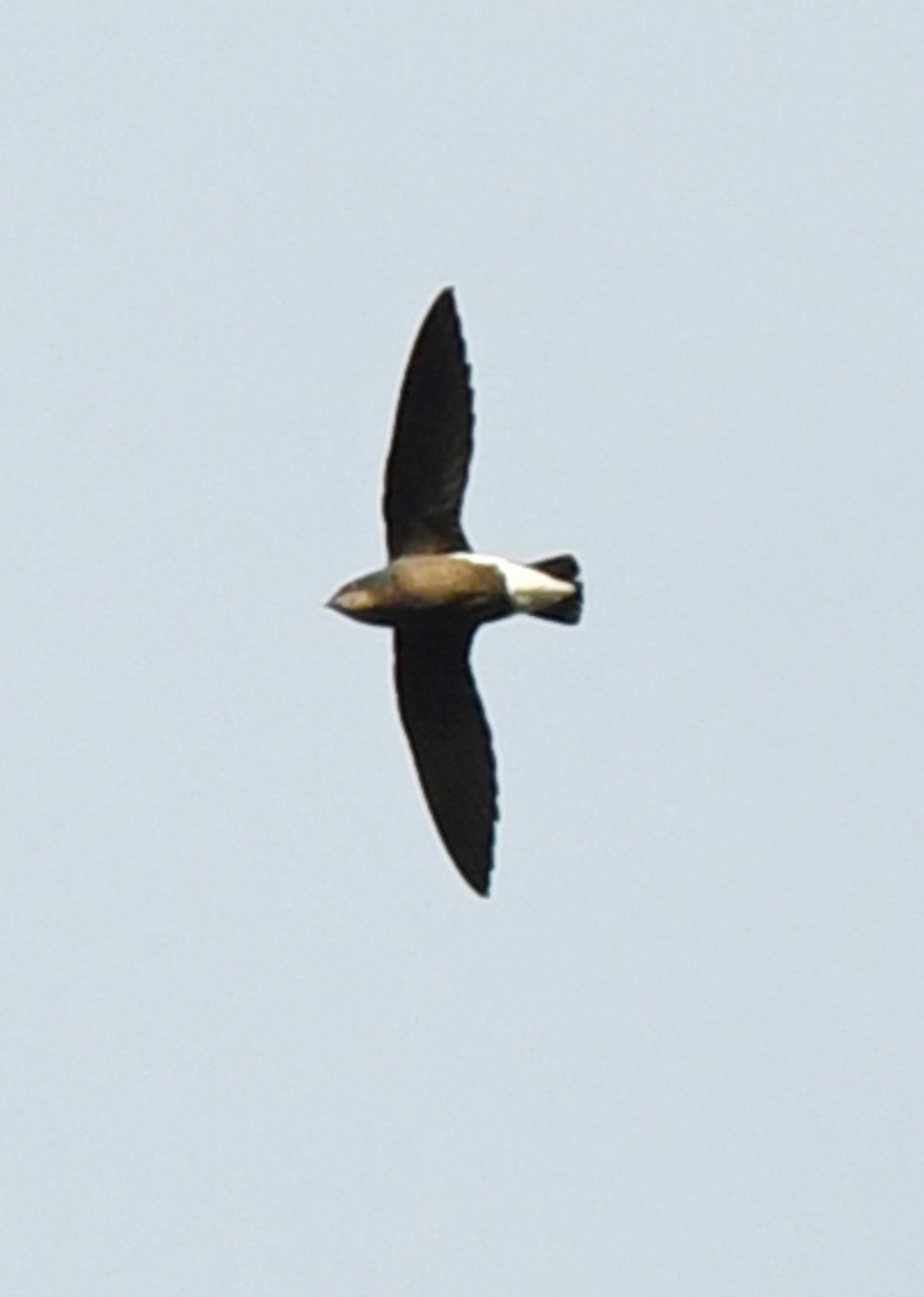 Silver-backed Needletail - ML383314461