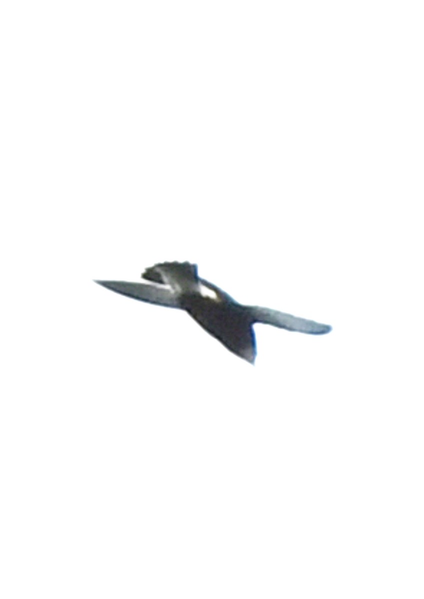 Silver-backed Needletail - ML383314511