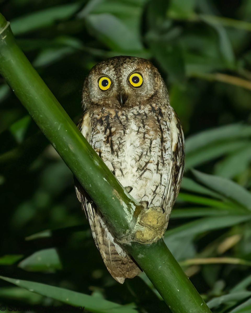 Oriental Scops-Owl - Souvik Roychoudhury