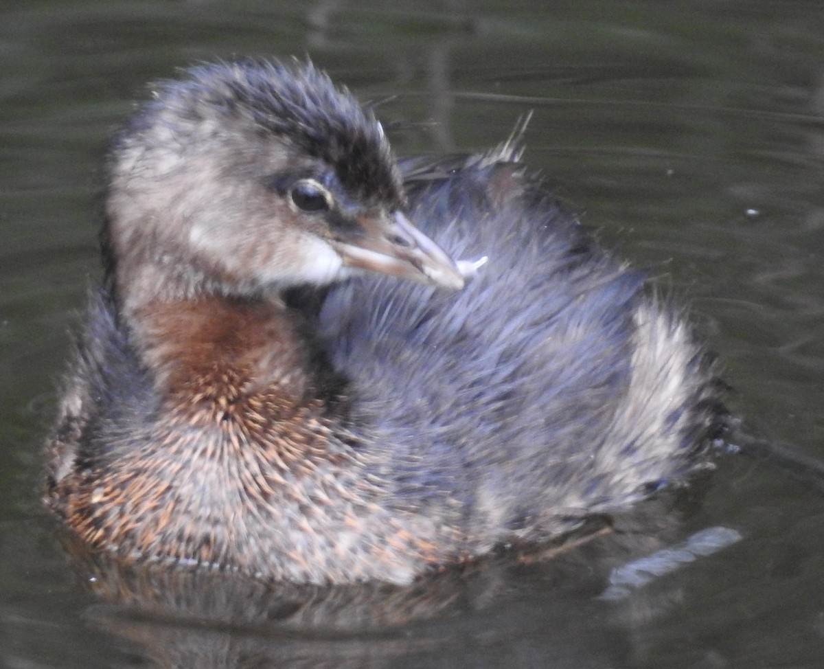 Pied-billed Grebe - ML38331541