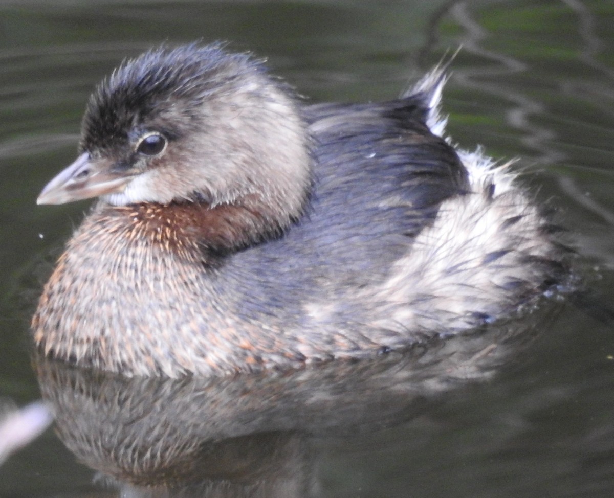 Pied-billed Grebe - ML38331551