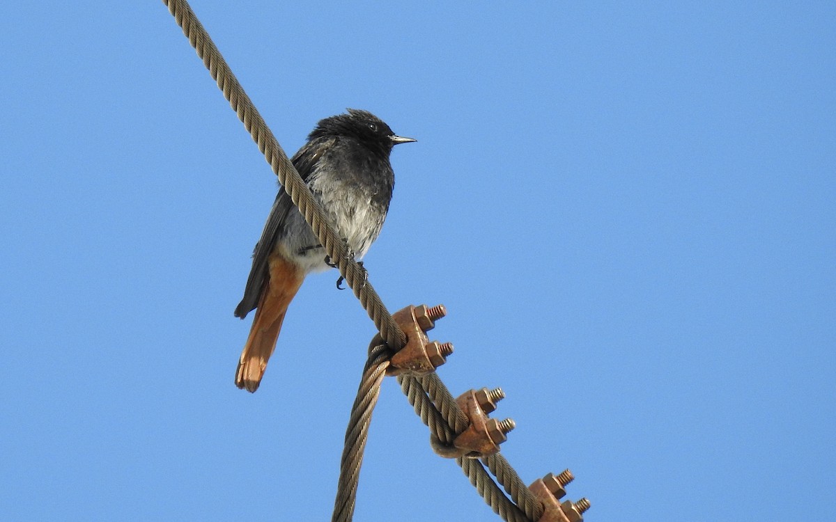 Black Redstart - ML383317131